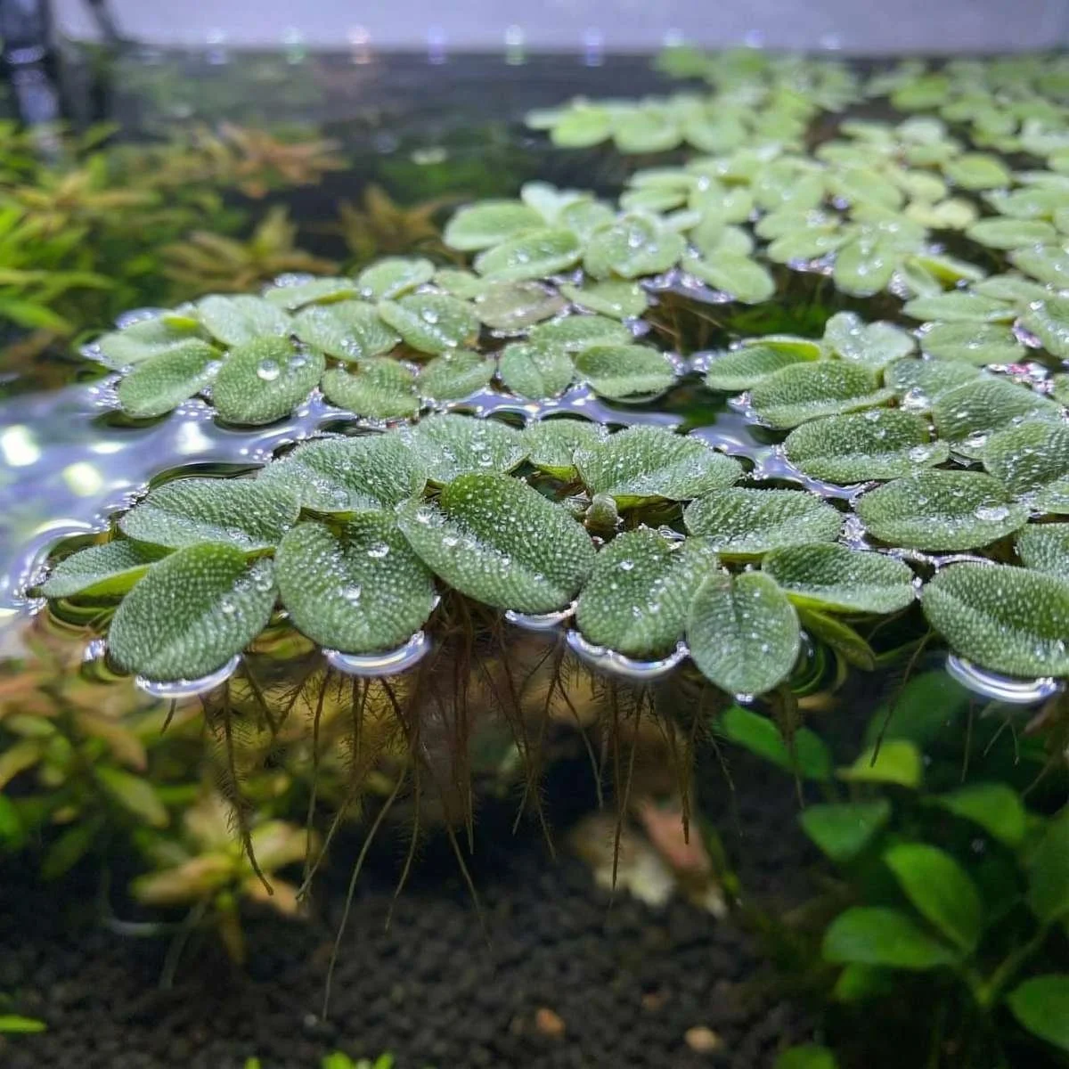 salvinia-natans-im-aquarium-63560-2_600x600@2x.jpg