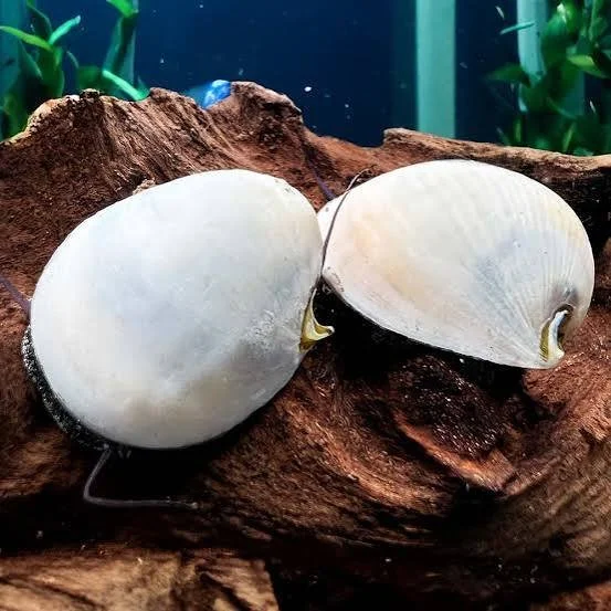 Escargot Neretina Beluga