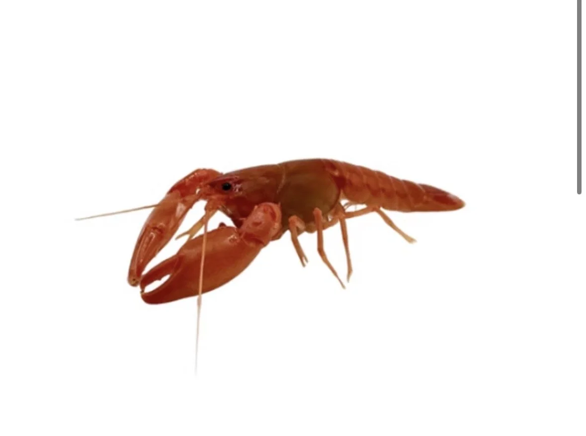 Cherax