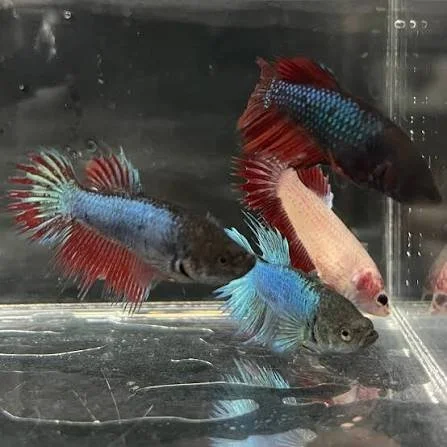 Betta MIX Crowntail femelle
