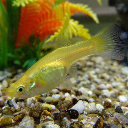 Guppy Endler MIX Gold femelle