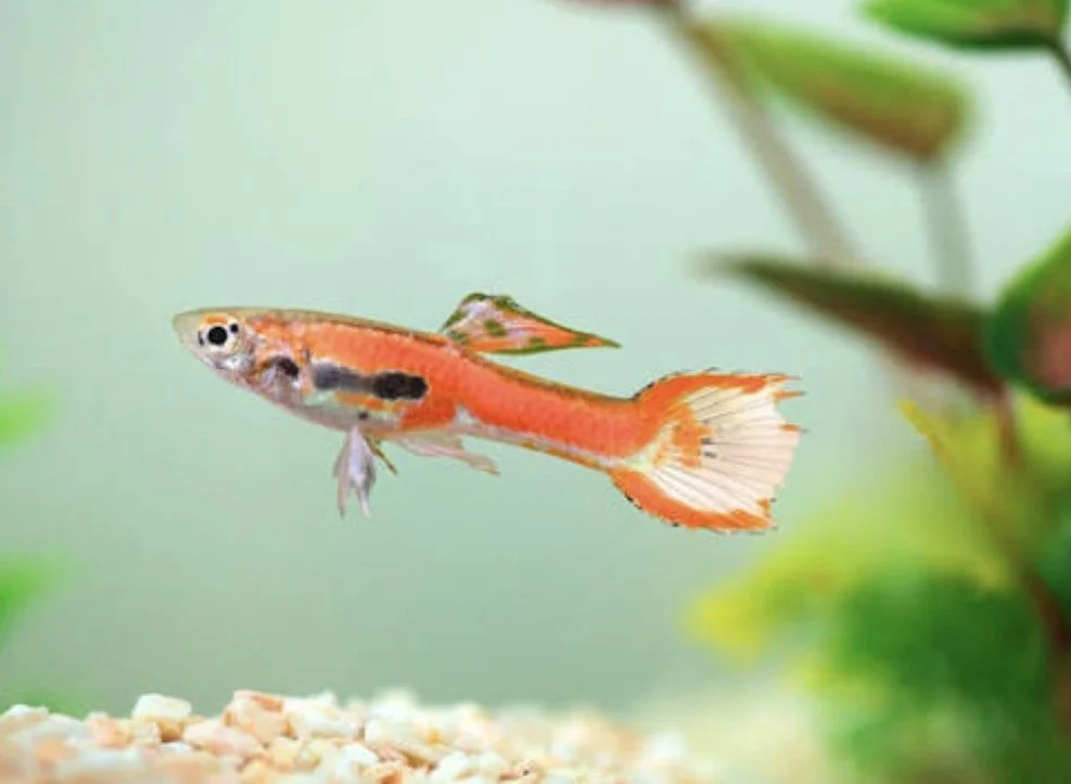 Guppy endler Red coral mâle