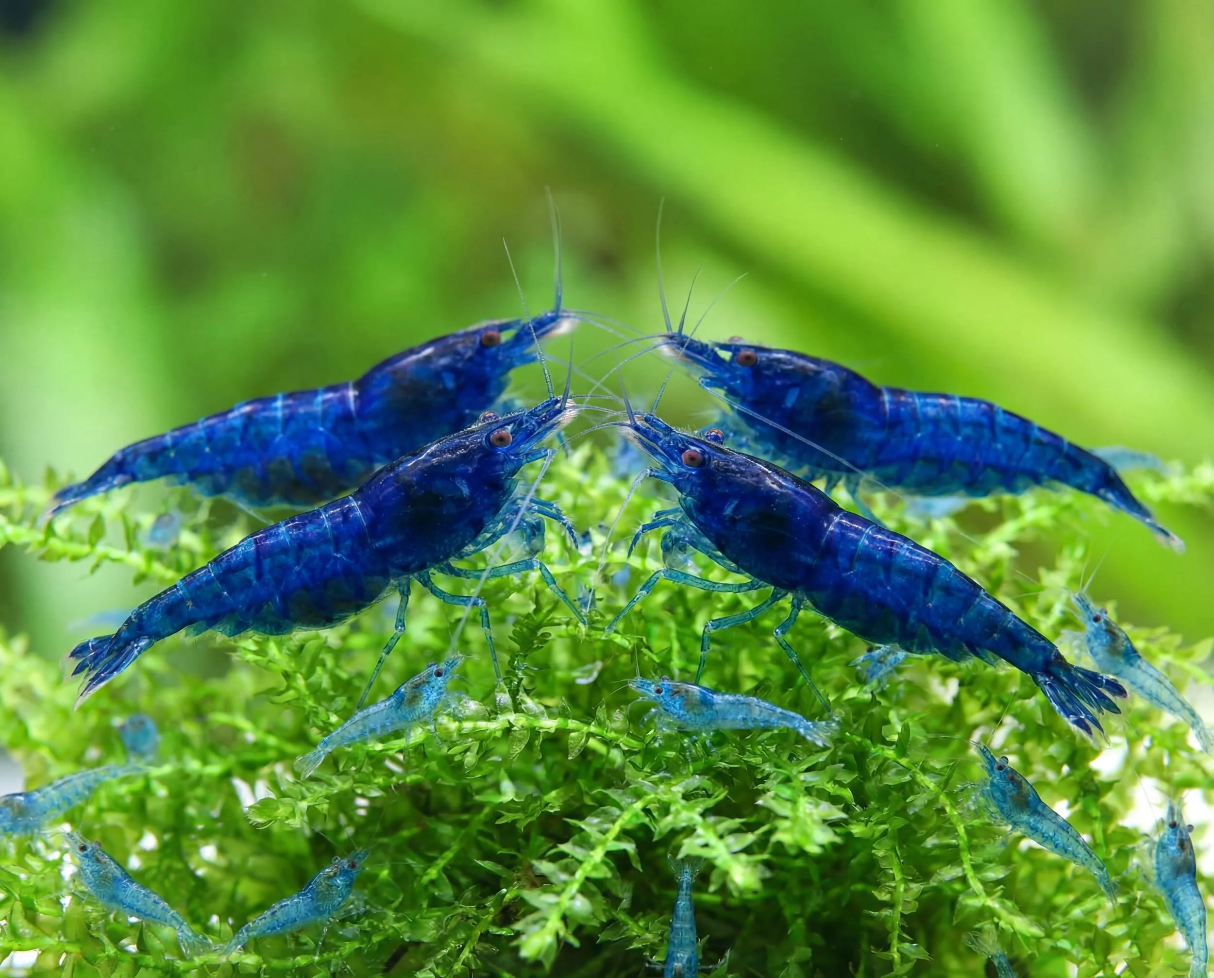 Crevette Blue Velvet