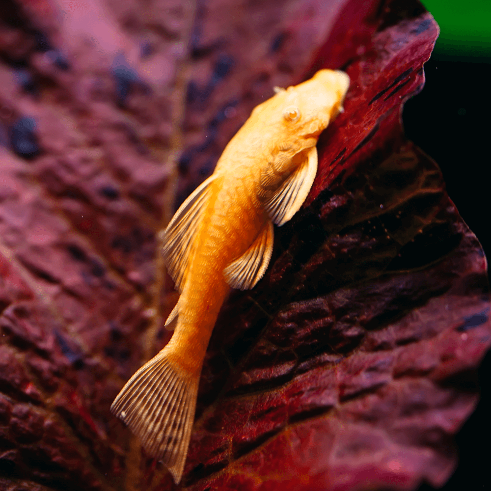 ancistrus-sp-goldalbinos-4-6-cm-elevage-europe.png