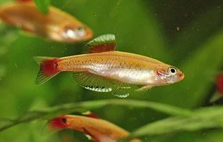 Tanichthys Albonubes Gold XS