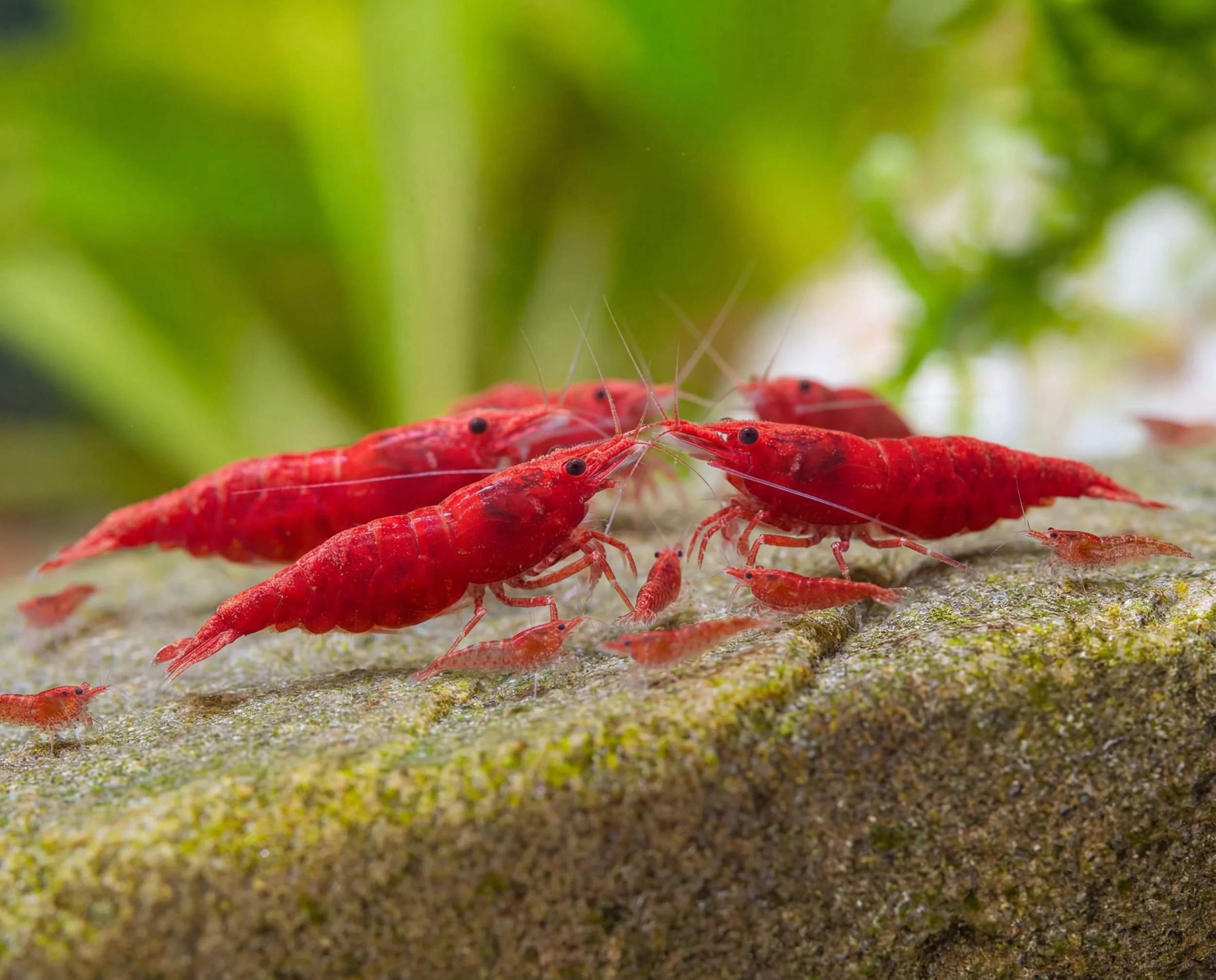 Crevette Red Sakura