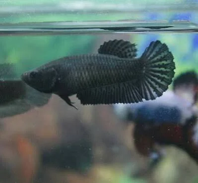 Betta MIX Plakat femelle