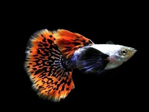 Guppy Red Mozaic male