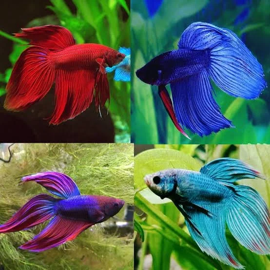 Betta Veil Tail MIX male