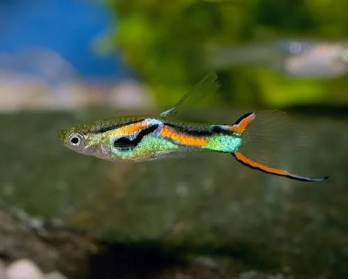 Guppy Endler Golden Jet