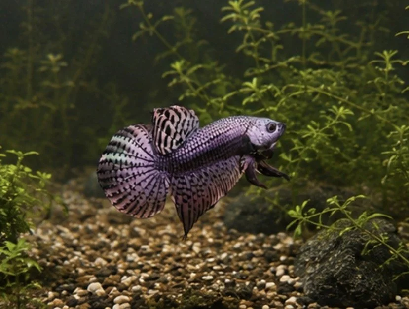 Betta alien Silver cooper