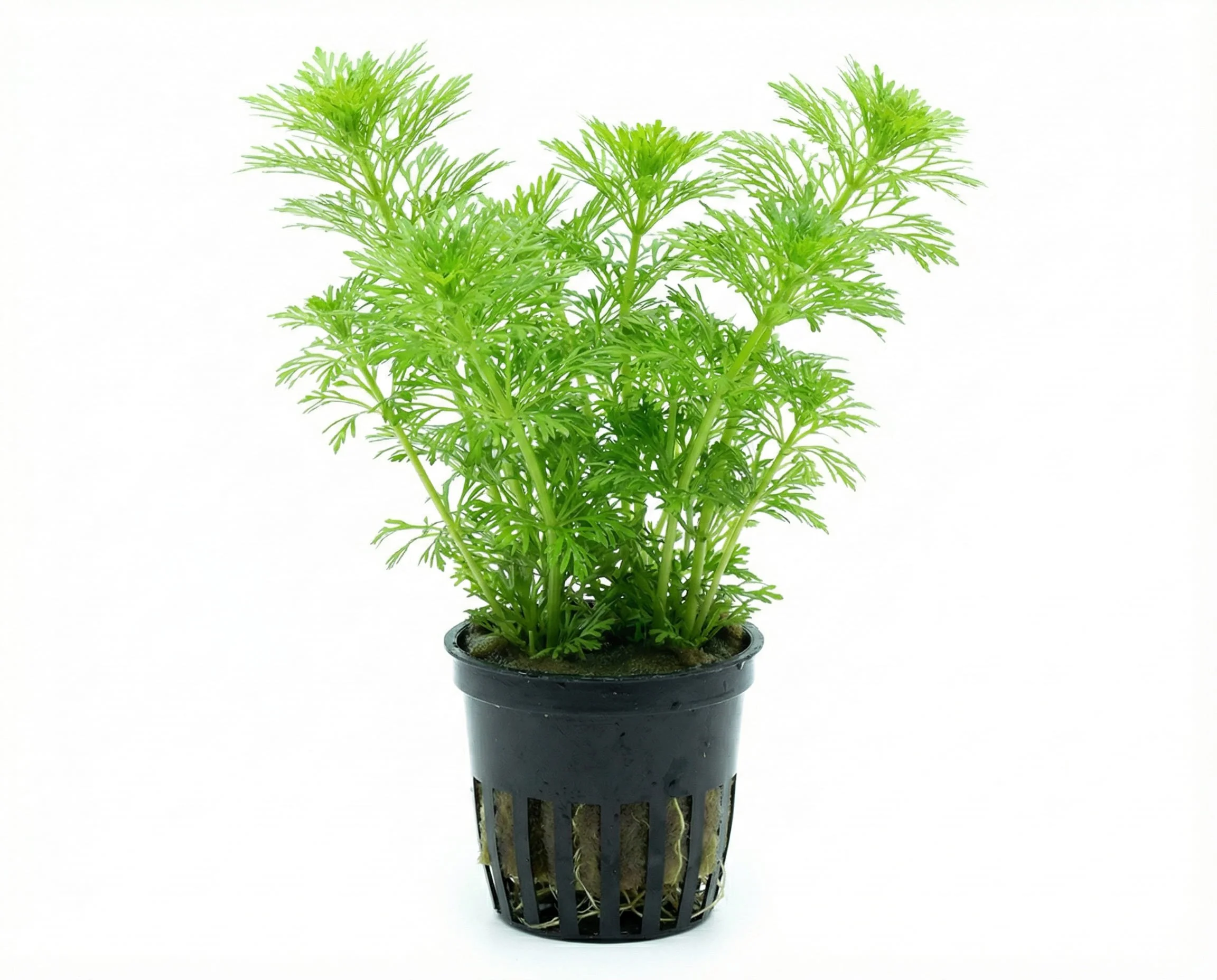 Limnophila-sessiliflora-02.jpg