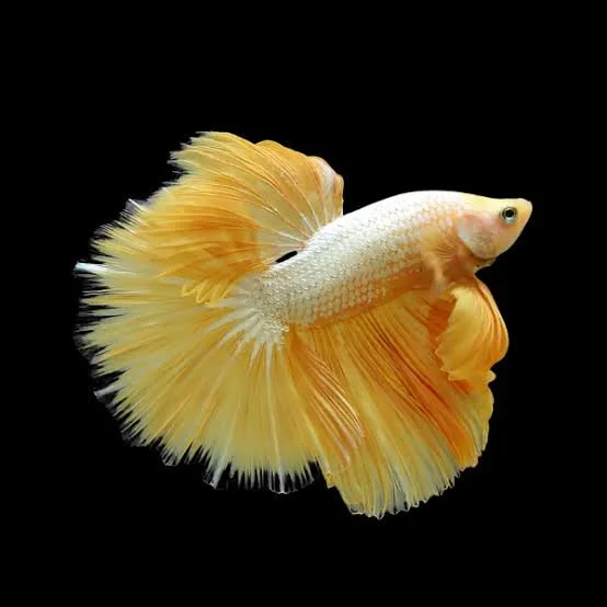 Betta Yellow Dragon Halfmoon male