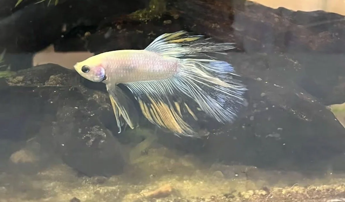 Betta halfmoon MIX male