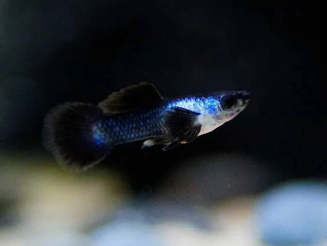 Guppy Endler Panda male