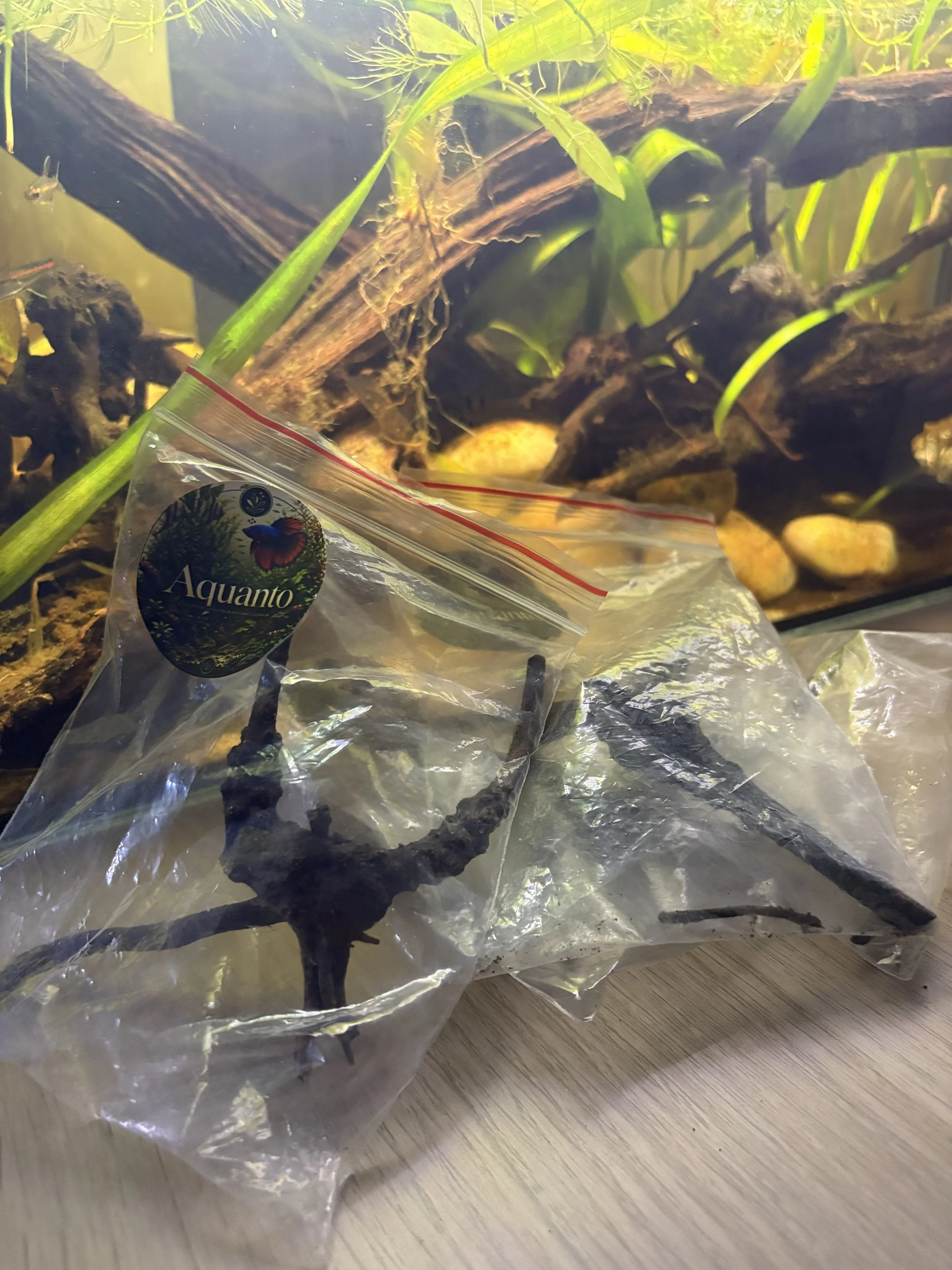 Racine Spider XS