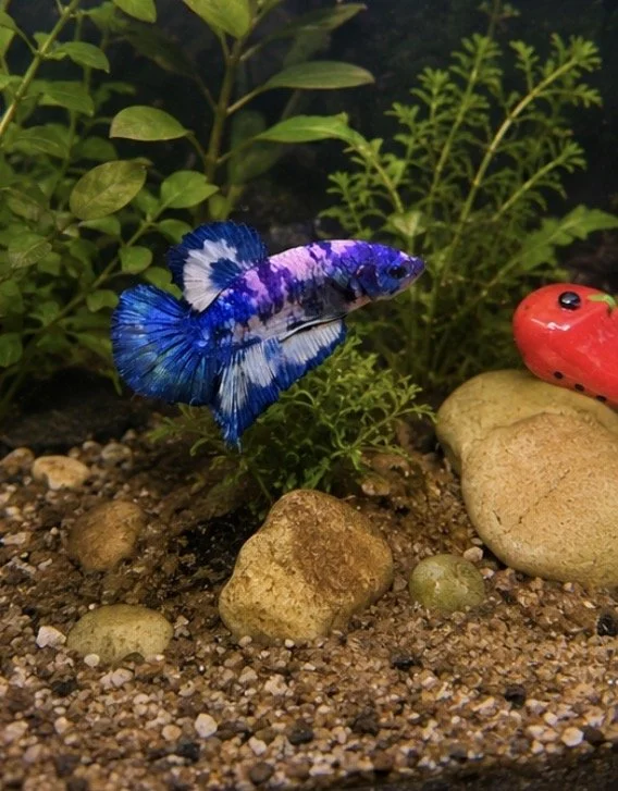 Betta plakat Blue panda mâle