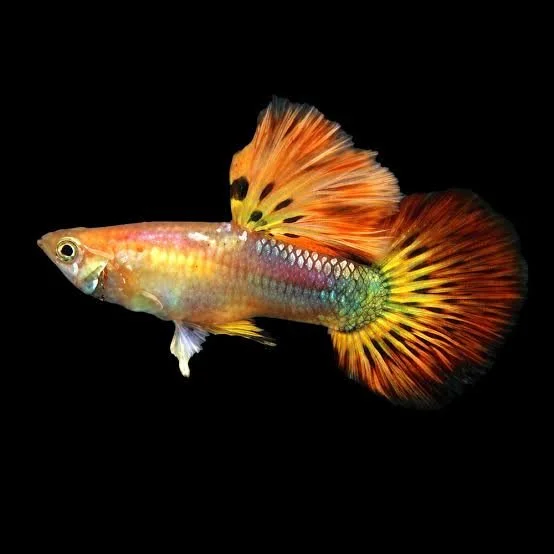 Guppy phoenix male