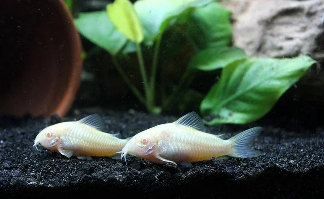 corydoras-072127-650-400.jpg