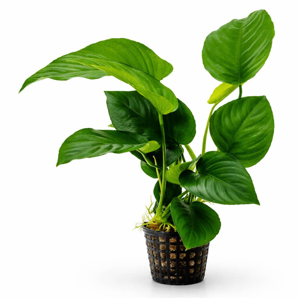 plante-d-aquarium-resistante-anubias-barteri.jpg