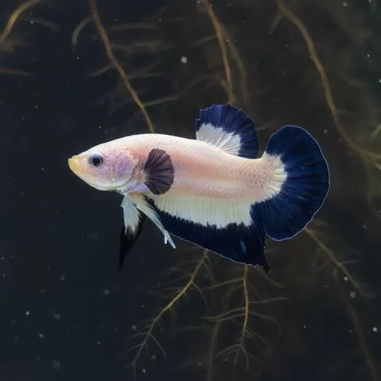 Betta Blue Rim MIX plakat male