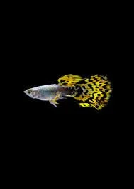 Guppy yellow Leopard male