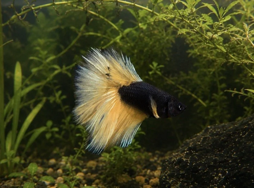 Betta Halfmoon black mustard gas  male