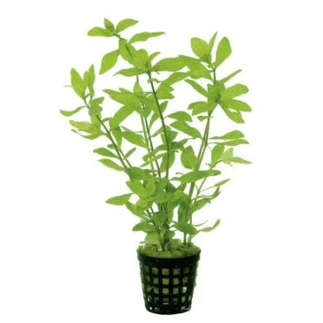plante-aquarium-hygrophila-rosae-australis-5cm.jpg