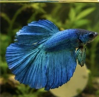 Betta blue Royal super Delta MIX
