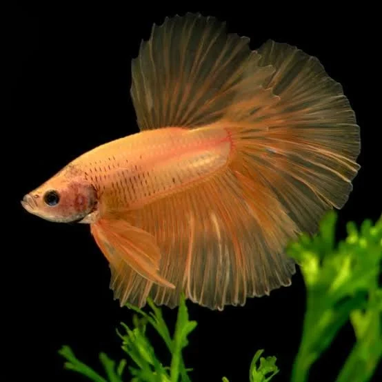 Betta Yellow Banana Halfmoon male