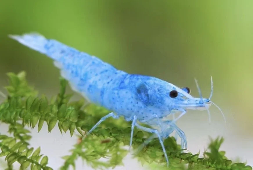 Crevette Blue Jelly