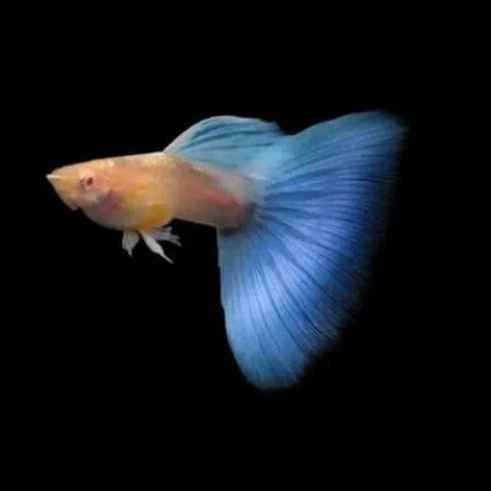 Guppy Albinos Blue Sky male