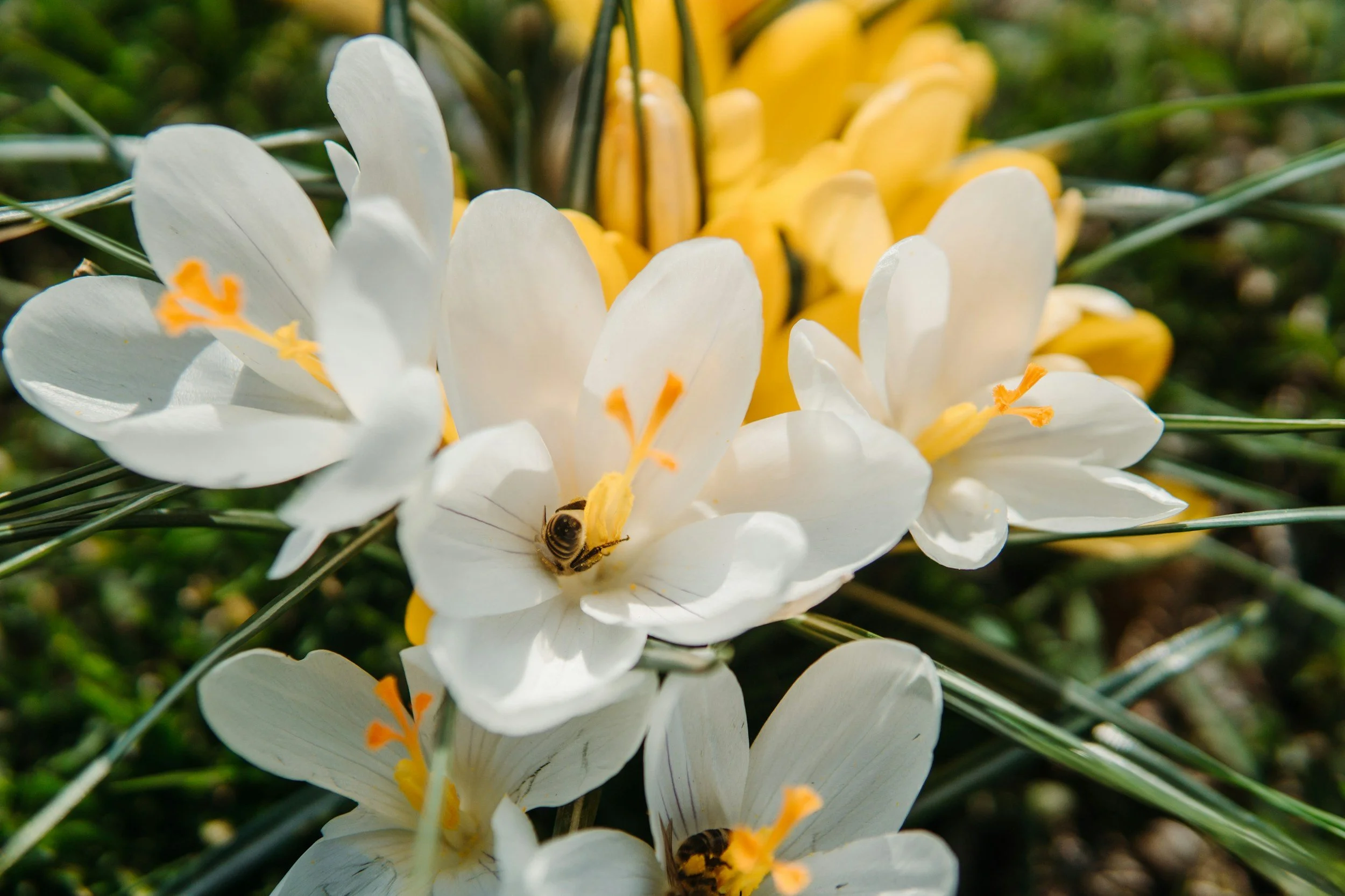 Flores blancas y amarillas con abejas sobre ellas.