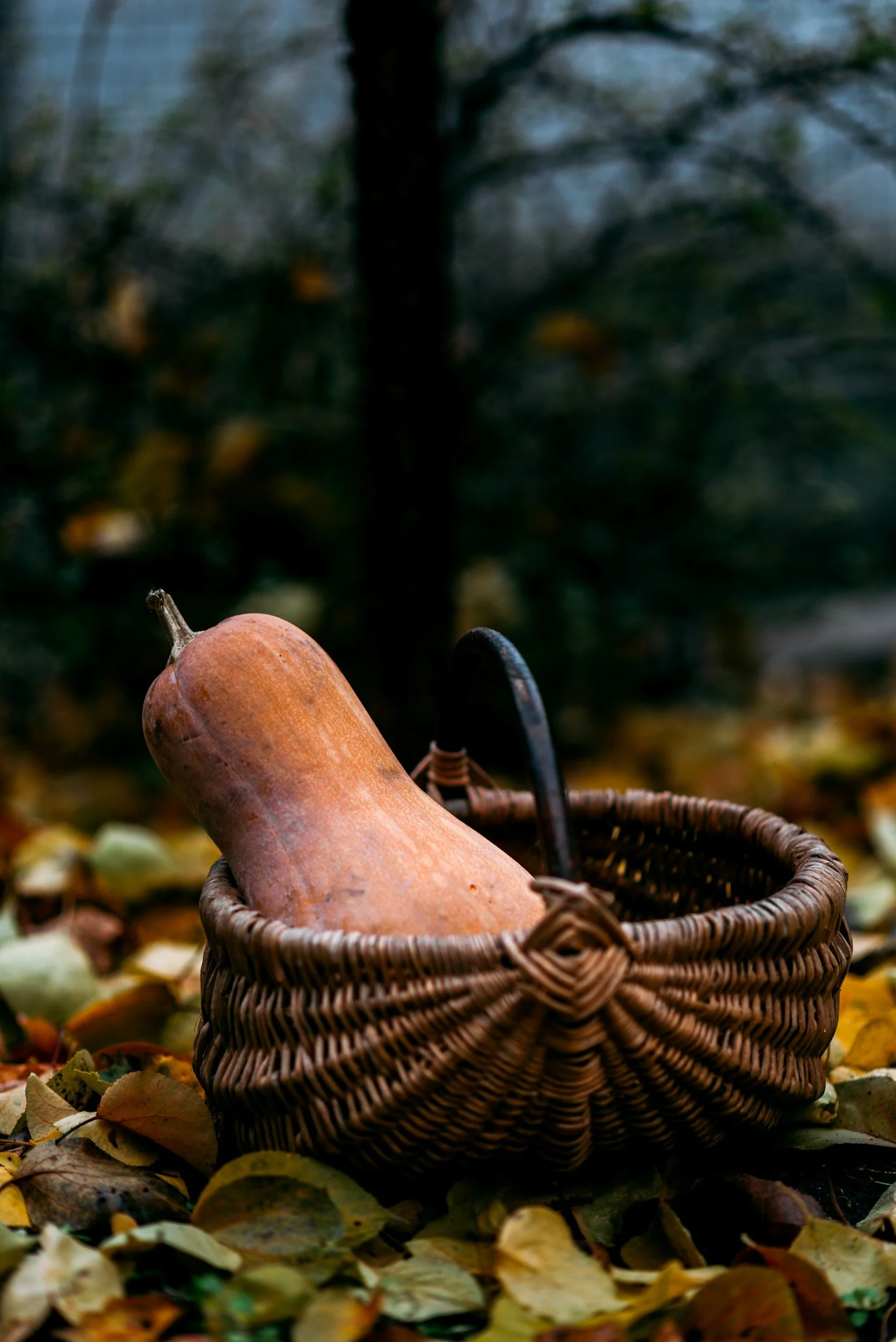 unsplash-image-Pt6_WfeviwM.jpg