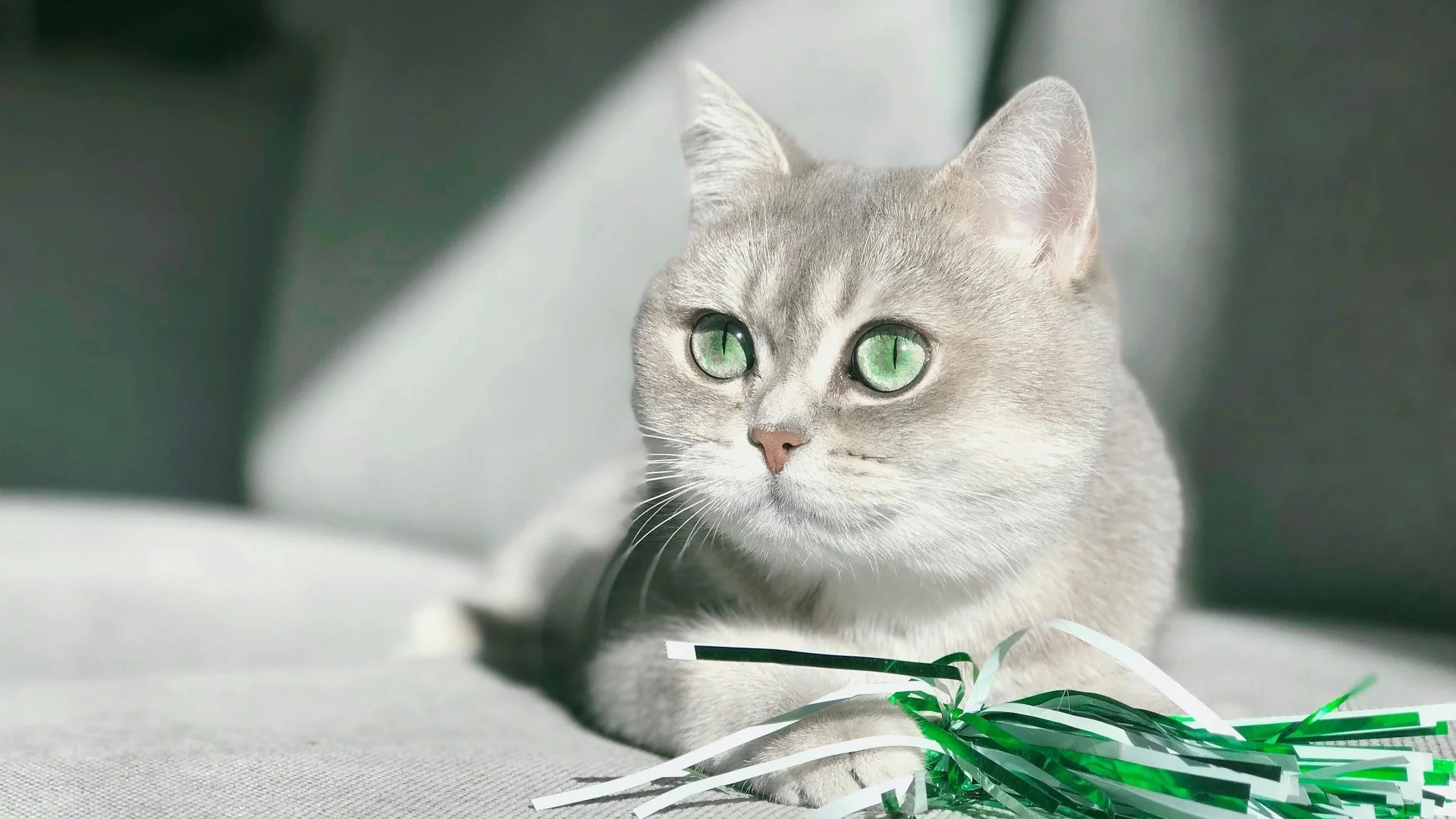 Gray cat with green eyes lying on white surface with green and white shredded paper in front of it.