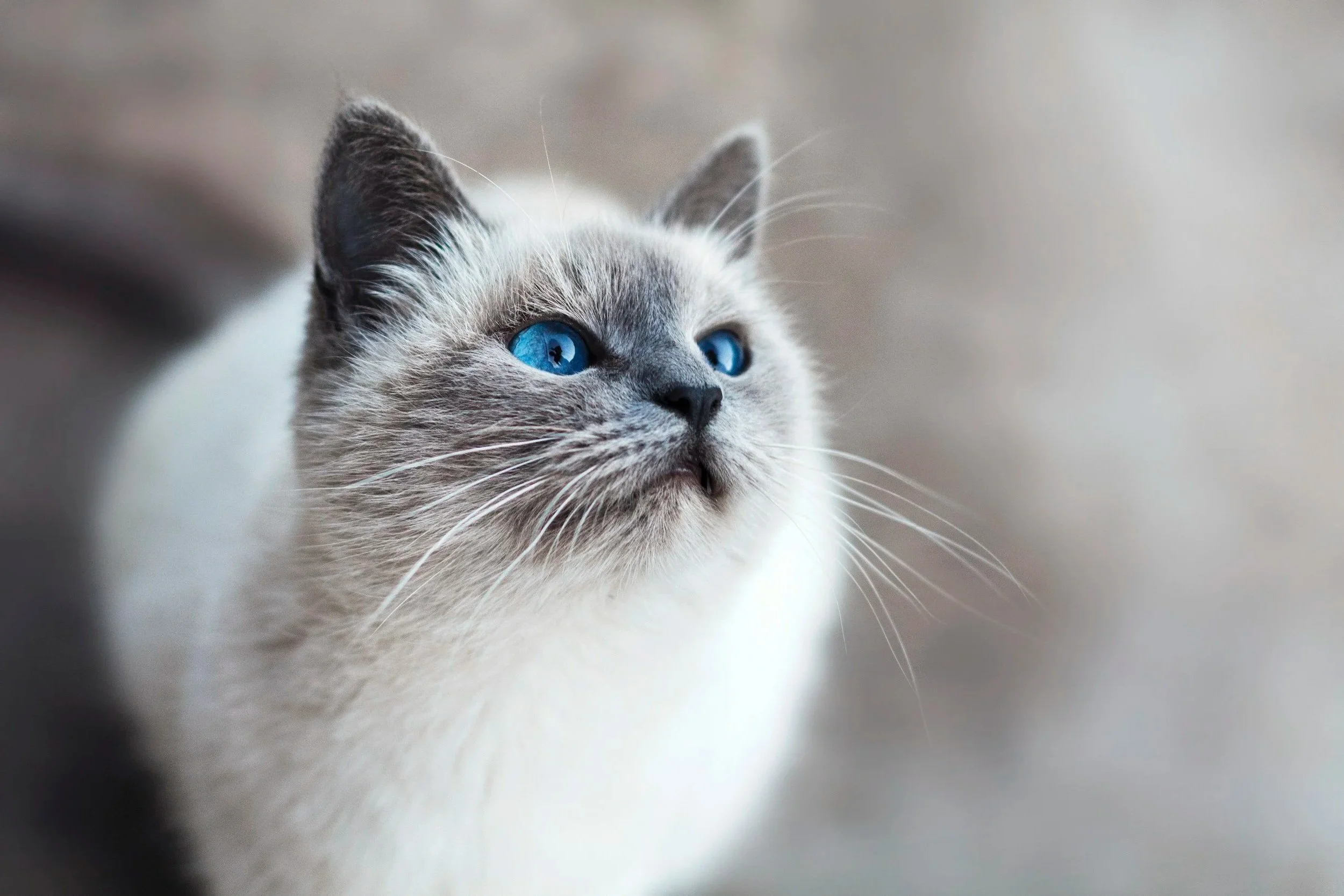 Close-up of a gray and white cat with striking blue eyes looking into the distance.