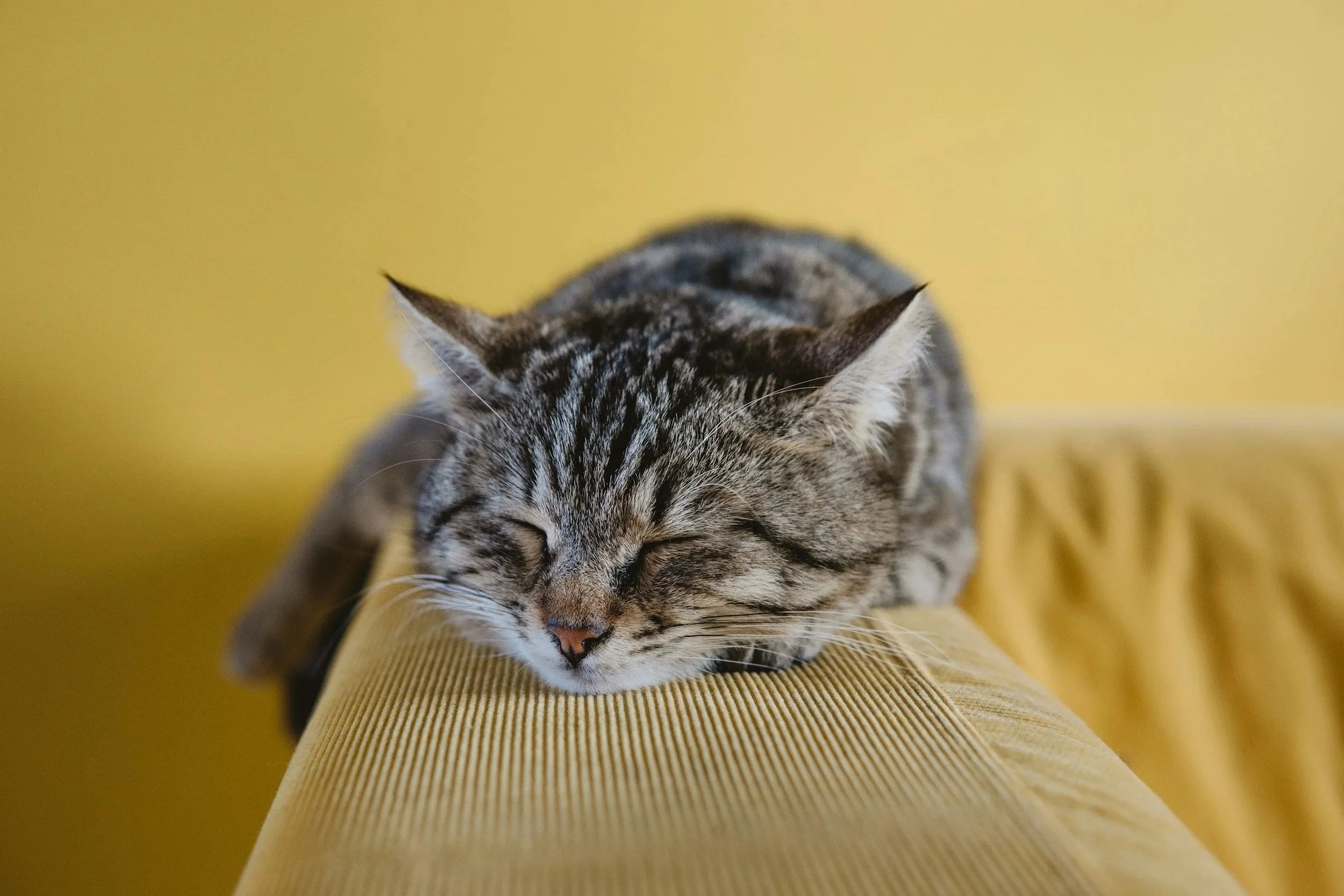 A gray tabby cat with black stripes and white fur on its face, sleeping on a yellow fabric surface with a yellow background.