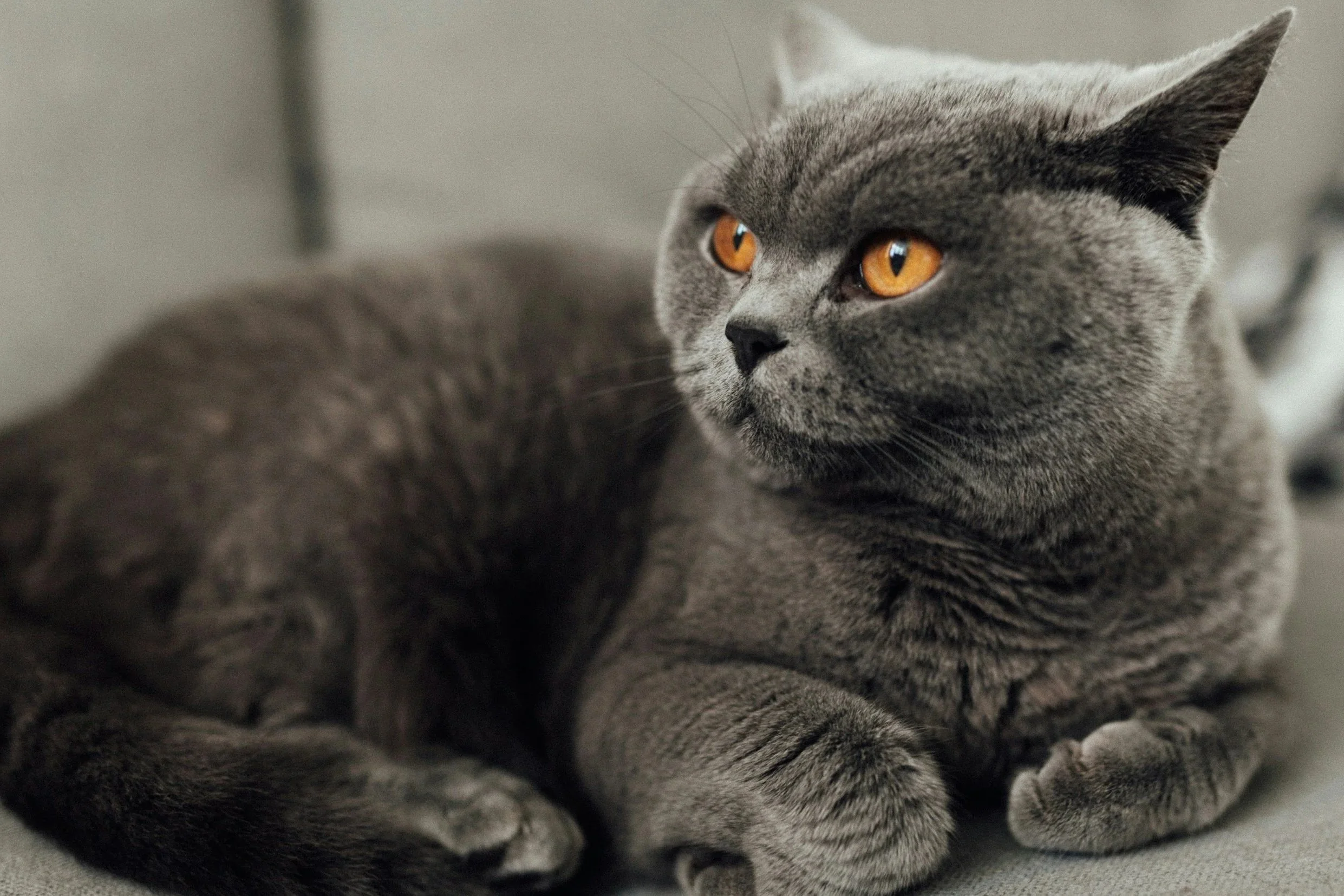 Close-up of a gray cat with amber eyes, resting.