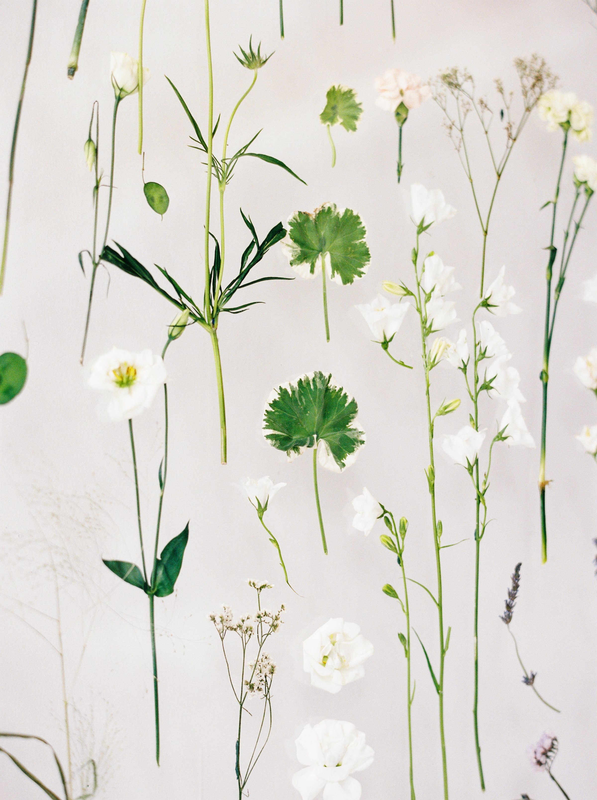 A collection of pressed and dried various white flowers and green leaves arranged vertically against a plain background.