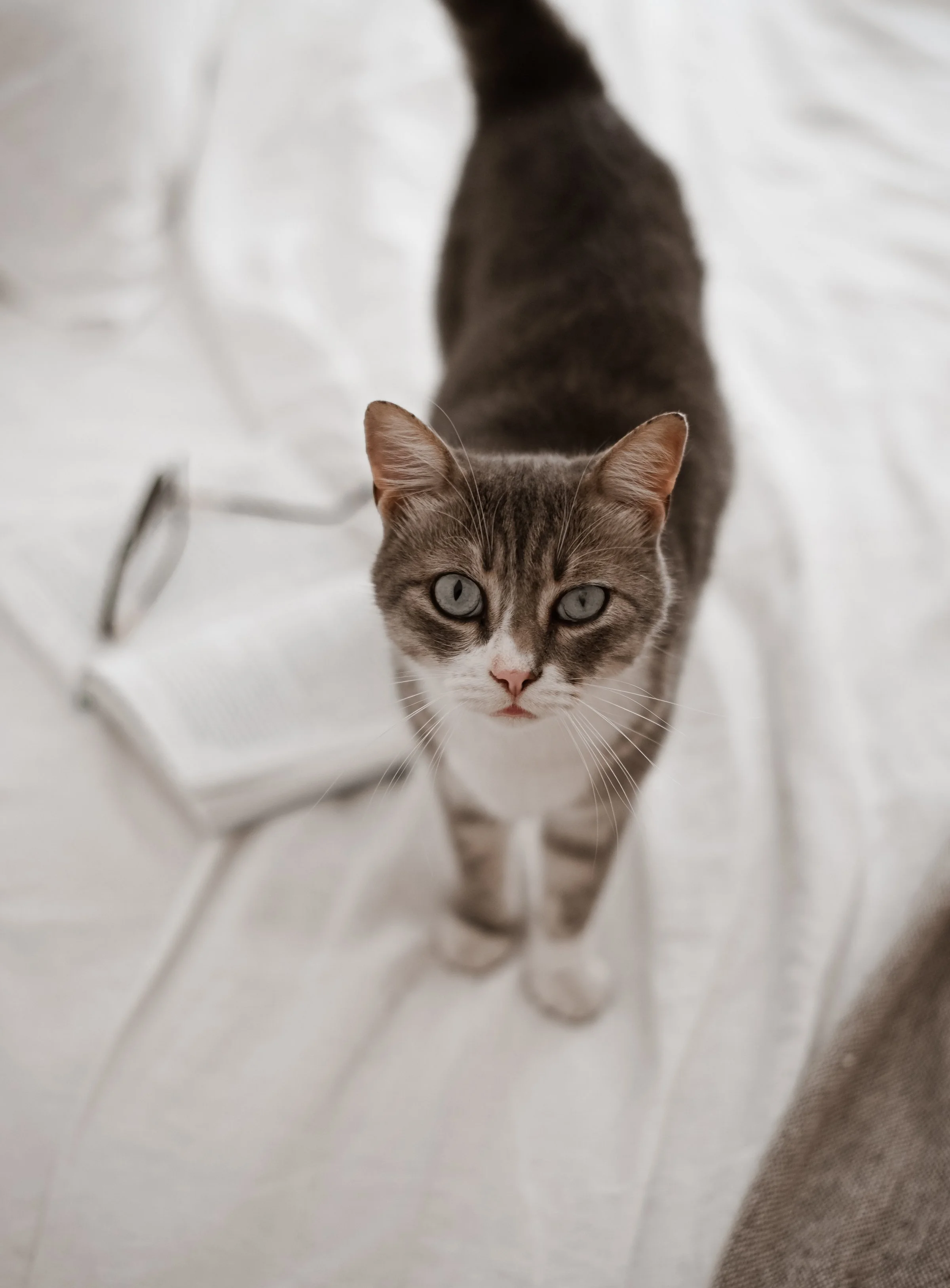 Top view of a gray tabby cat with green eyes looking up through a wire mesh, on a white surface.