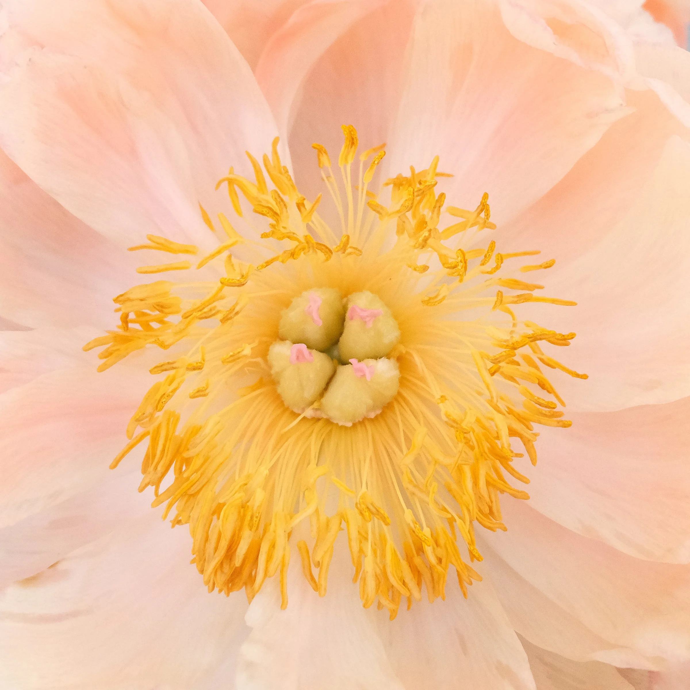 Close-up of a pale pink flower with yellow stamens in the center.
