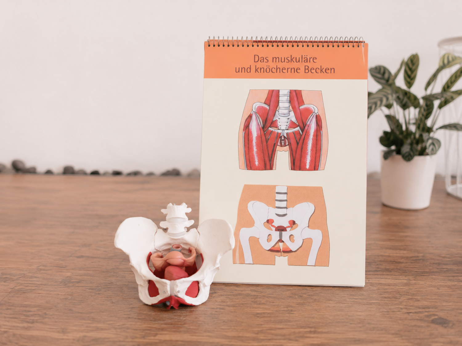 Ein anatomisches Modell des Beckens und eine bebilderte Darstellung der Muskulatur und des Beckens auf einem Papier. Im Hintergrund eine Pflanze.