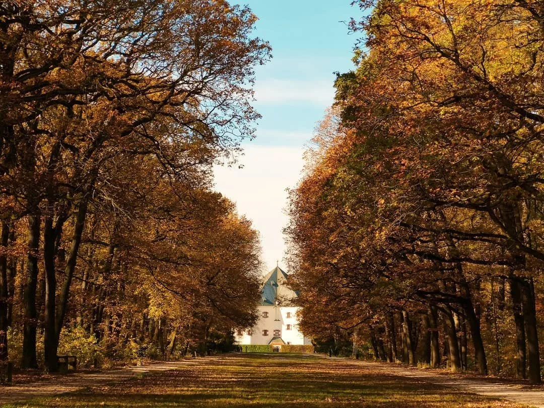A pathway lined with trees with orange leaves leading to a white building with a green roof and a tower in the distance.