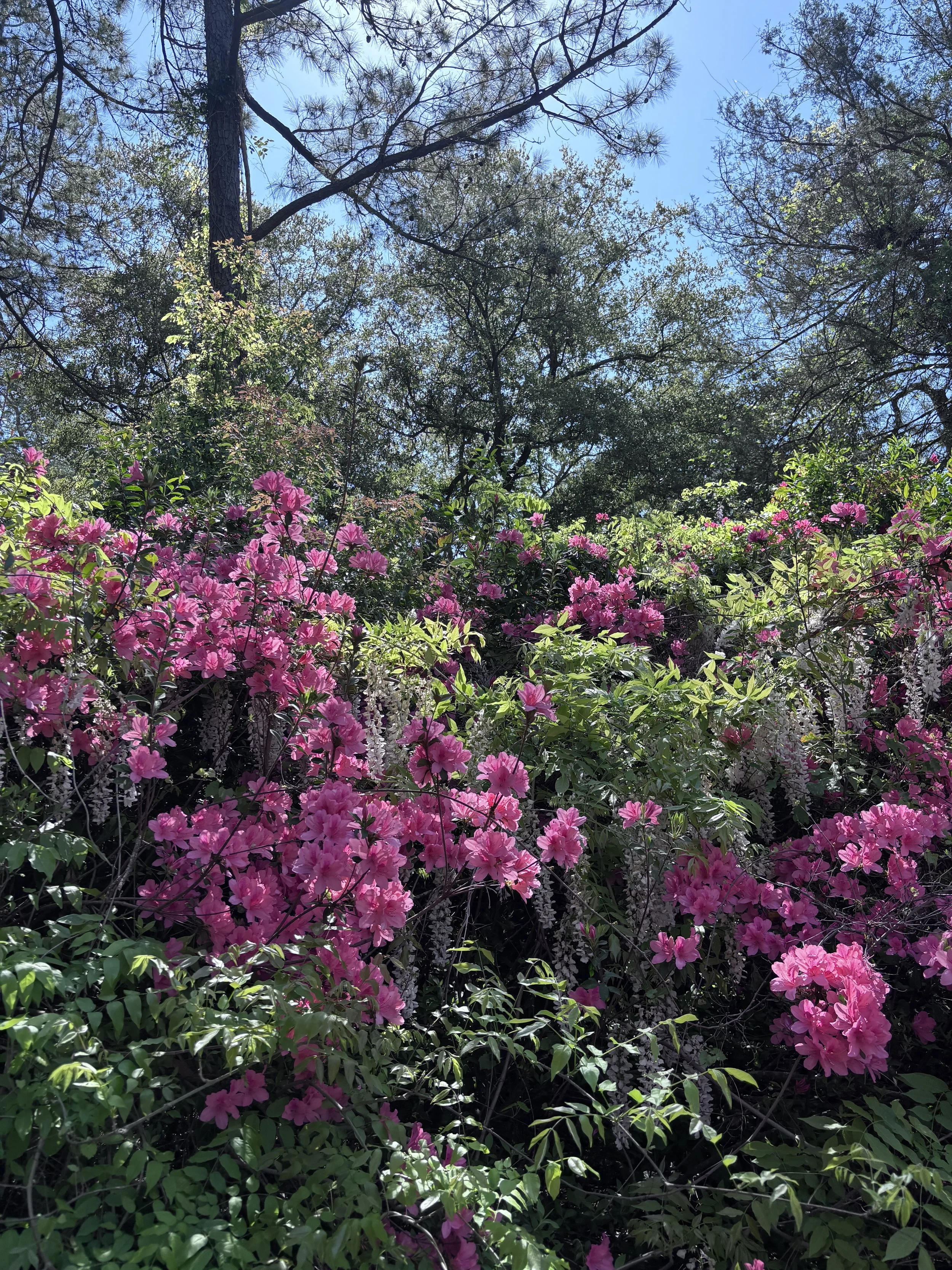 IMG_8618.jpeg