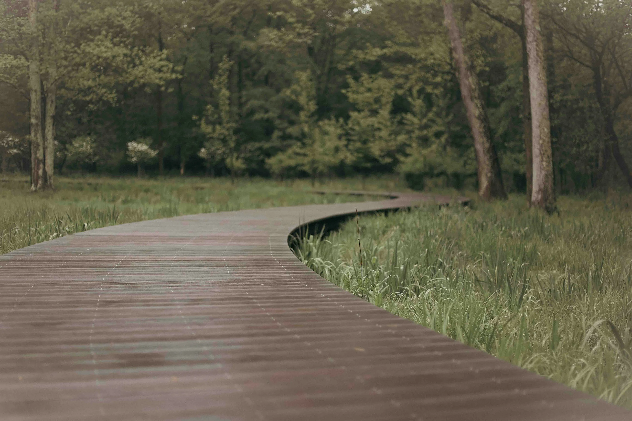 A wooden pathway winding through a lush green park with trees and grass.