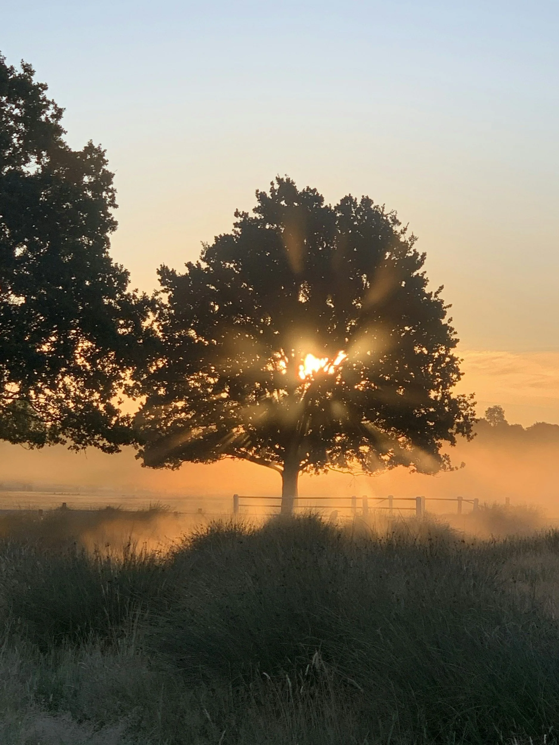 A large tree silhouette at sunrise with the sun rising behind it, casting golden rays. In the foreground, tall grass and a fence are visible.