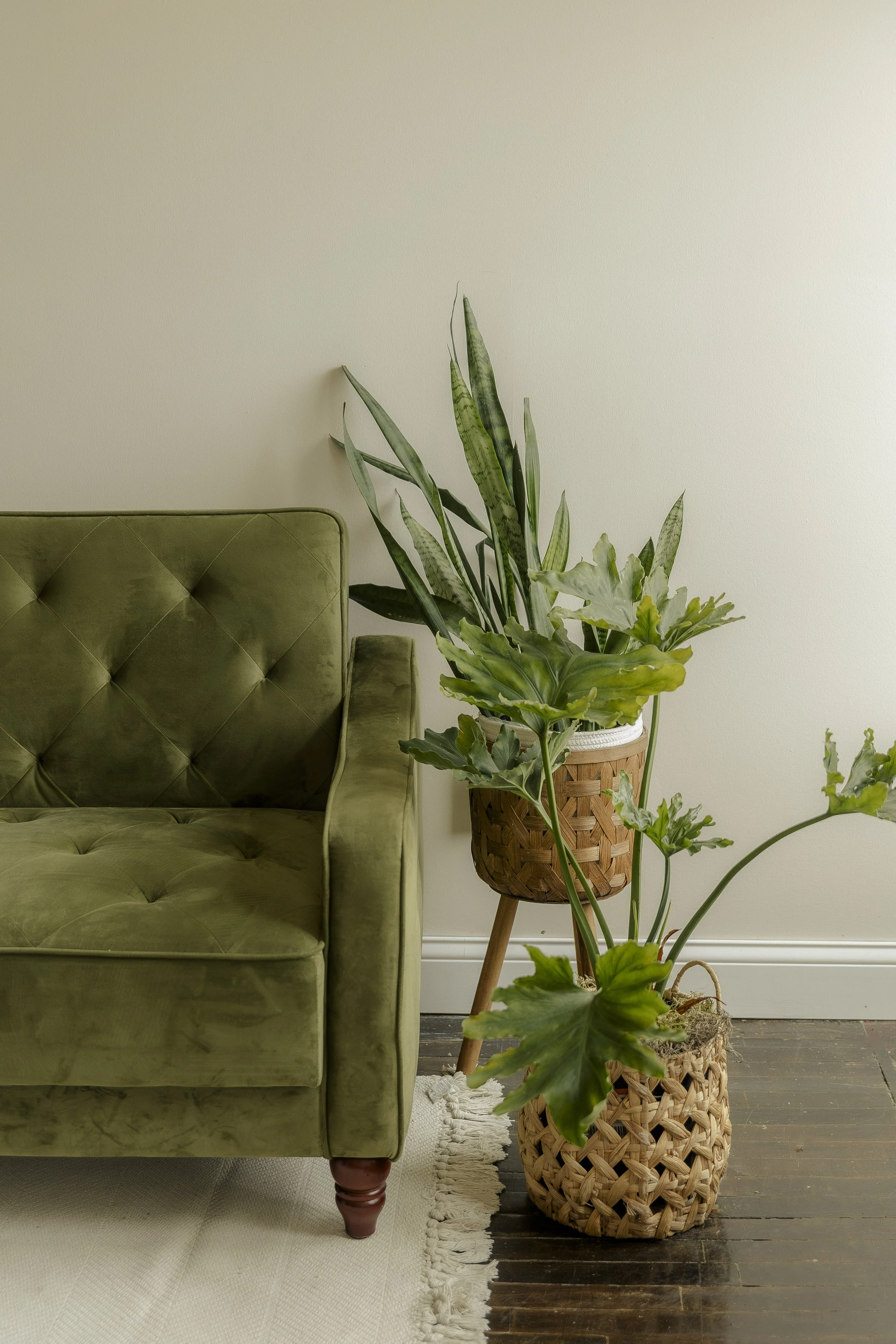 A green velvet tufted sofa with wooden legs next to a woven basket planter filled with large leafy green plants in a room with a beige wall and dark wooden floor.