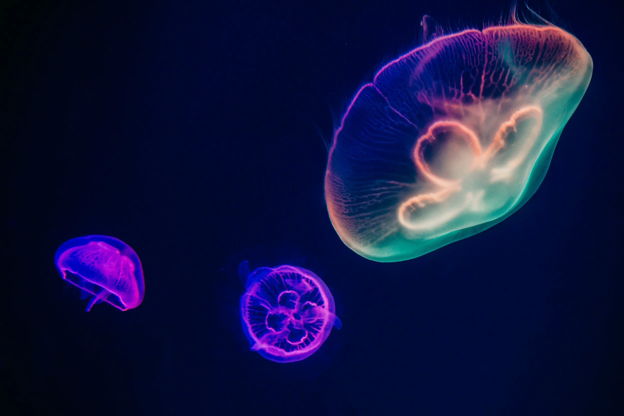 moon jellyfish bioluminescence