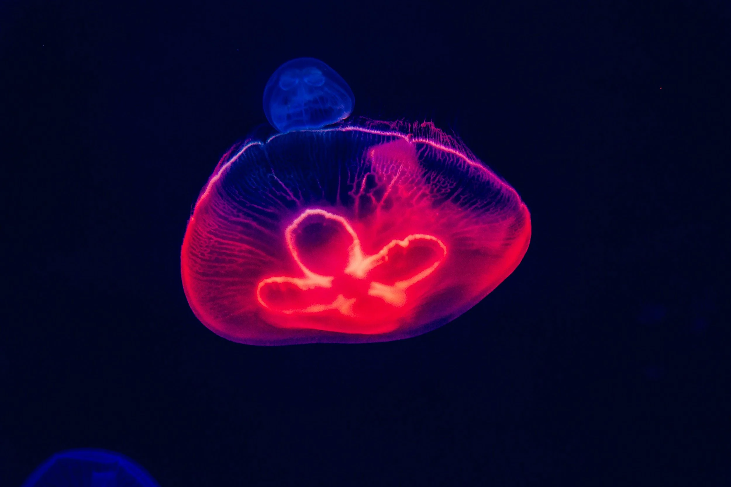 A glowing jellyfish with a translucent body, illuminated in neon pink and blue colors against a dark background.
