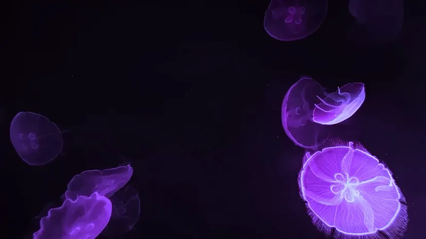 jellyfish-fallback-828.webp